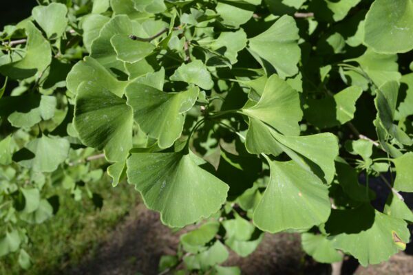 Ginkgo biloba 'Goldspire' [sold as Ginkgo Goldspire™]