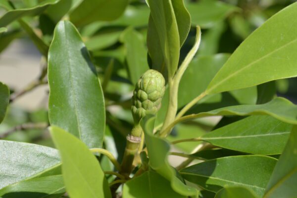 Magnolia virginiana 'Northern Belle'