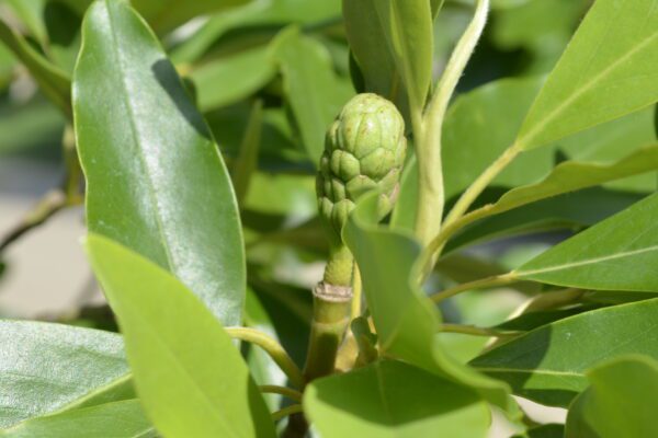 Magnolia virginiana 'Northern Belle'