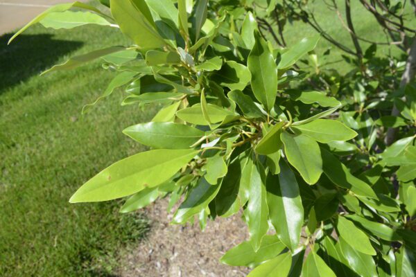 Magnolia virginiana 'Northern Belle'