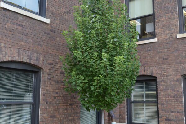 Acer rubrum 'JFS-KW78' [sold as Armstrong Gold®]