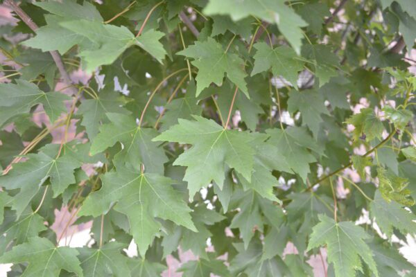 Acer rubrum 'JFS-KW78' [sold as Armstrong Gold®]