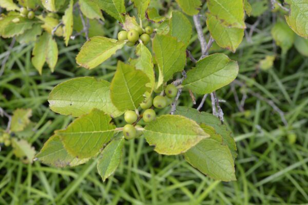 Ilex verticillata 'Red Sprite'