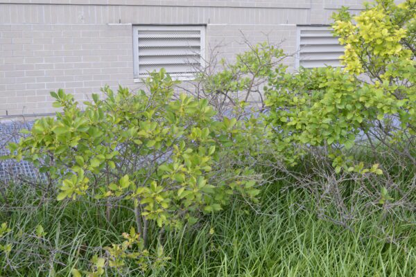 Ilex verticillata 'Red Sprite'