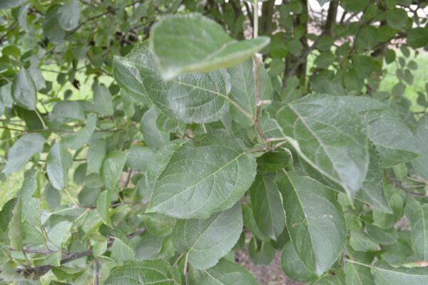 Malus ×