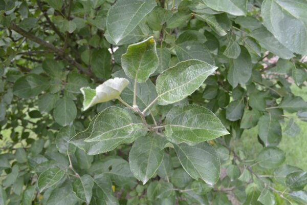 Malus ×