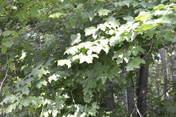 Acer saccharum ssp. nigrum