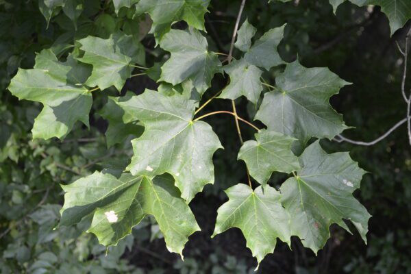 Acer saccharum ssp. nigrum