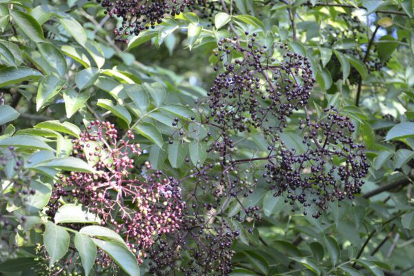 Sambucus canadensis