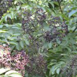 Sambucus canadensis