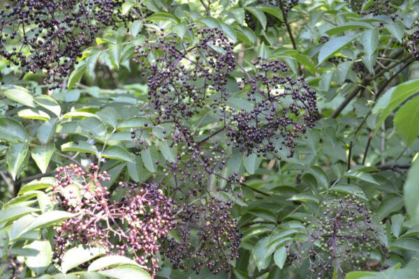 Sambucus canadensis