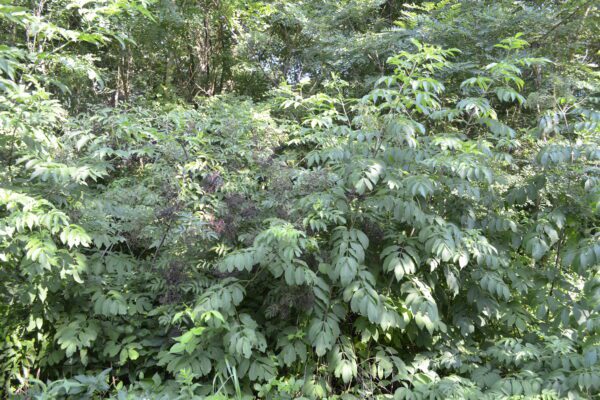 Sambucus canadensis