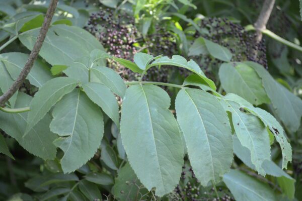 Sambucus canadensis