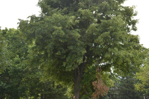 Tilia cordata 'Glenleven'