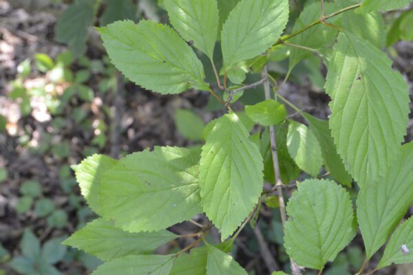 Viburnum farreri 'Bowles'