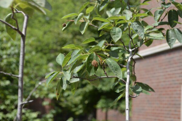 Amelanchier canadensis