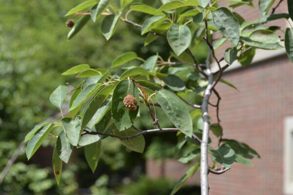 Amelanchier canadensis