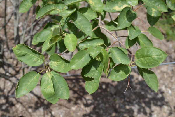 Amelanchier canadensis