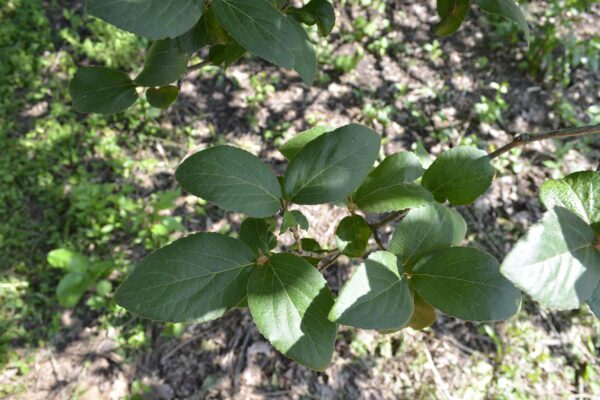 Viburnum × carlcephalum