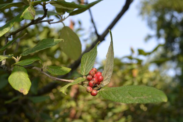 Viburnum rhytidophyllum