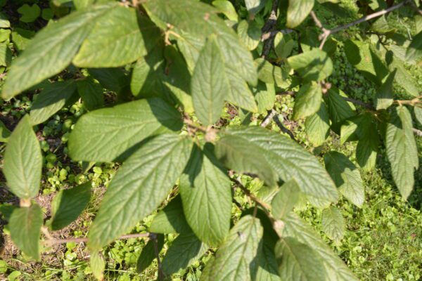 Viburnum rhytidophyllum