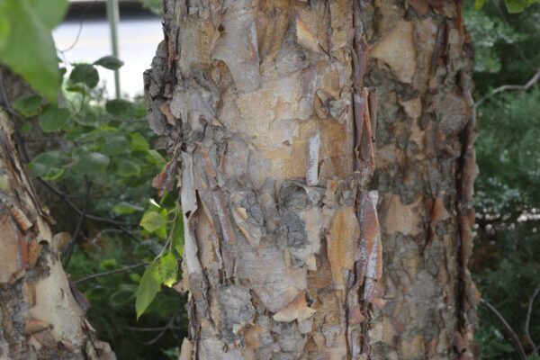Betula nigra 'Cully' [sold as Heritage™]