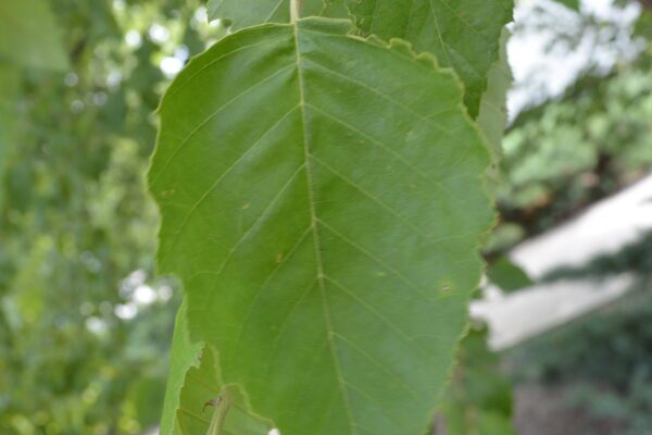 Betula nigra 'Cully' [sold as Heritage™]