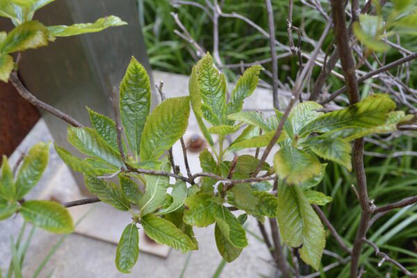 Clethra alnifolia 'Hummingbird'