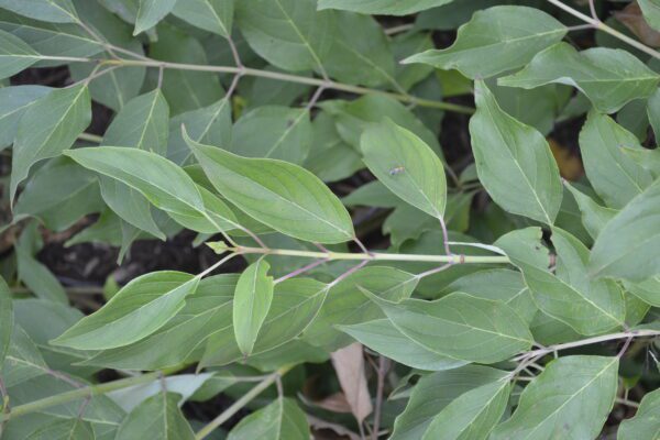 Cornus alba 'Kesselringii'