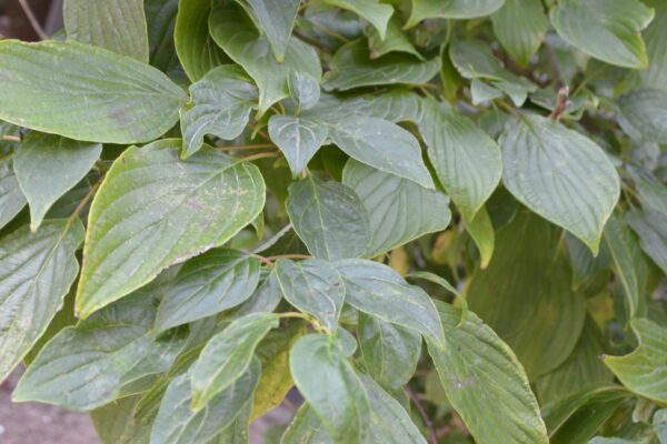 Cornus alternifolia