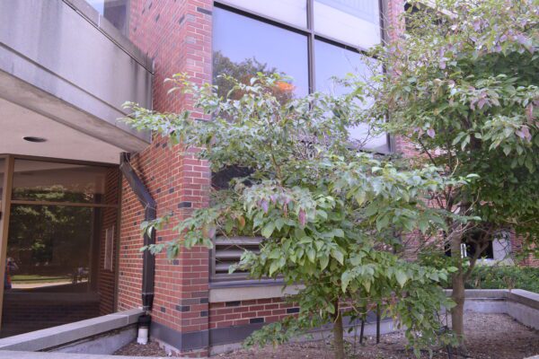 Cornus alternifolia