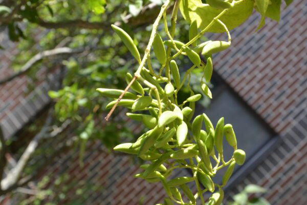 Syringa reticulata