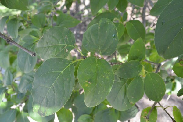Syringa reticulata