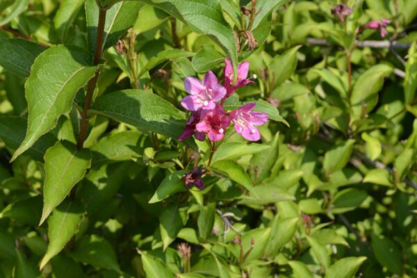 Weigela floribunda
