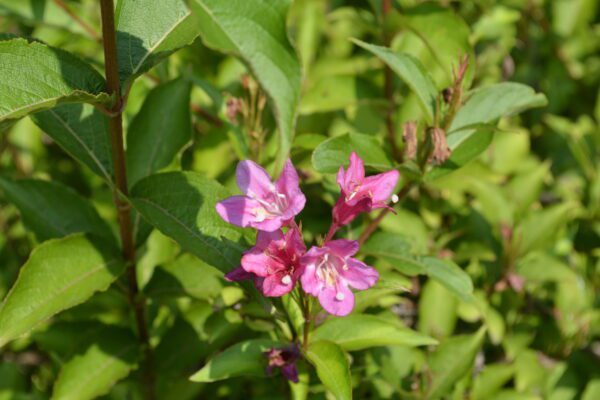 Weigela floribunda