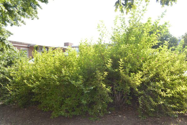 Weigela floribunda