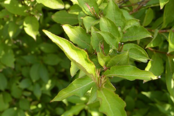 Weigela floribunda