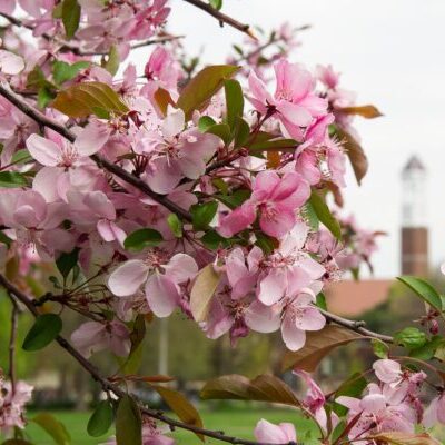 Spring 2016 campus scenes (Purdue University/ Rebecca Wilcox)