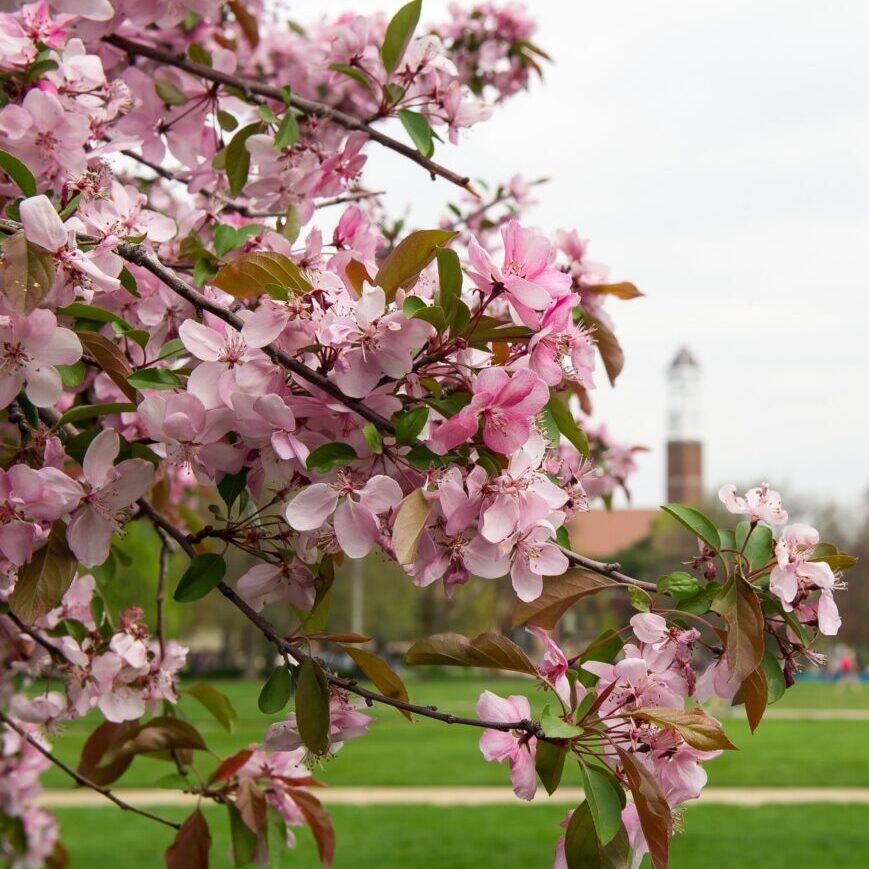 Spring 2016 campus scenes (Purdue University/ Rebecca Wilcox)