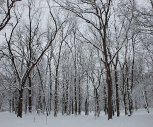 Horticulture Park - Woodland Snow