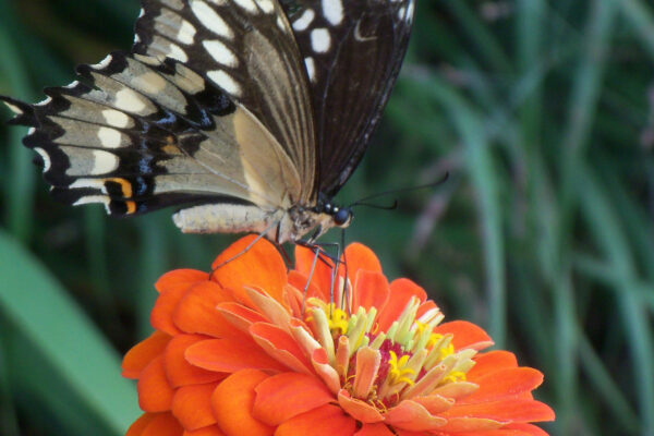 Giant Swallowtail Butterfly