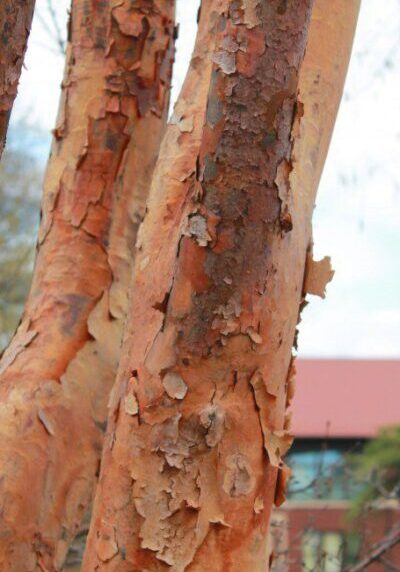 Acer Griseum