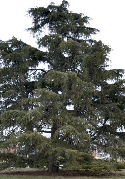 Cedrus Libani ssp. stenocoma 'Purdue Hardy' (Cedar of Lebanon)