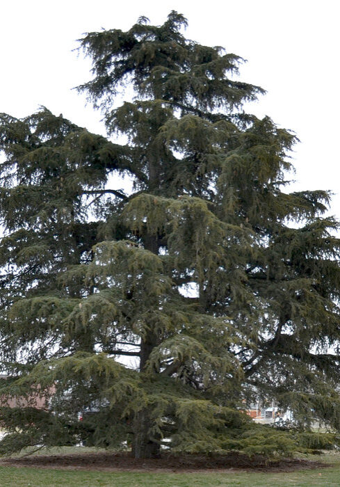 Cedrus Libani ssp. stenocoma 'Purdue Hardy' (Cedar of Lebanon)